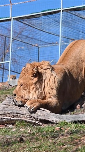 22 reactions | Big Li-Liger stretches with Kyro!  | Eugene Marie | Facebook