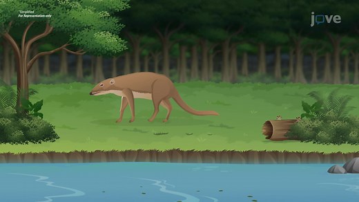 Evolution Evidence - Biological Evolution: Unity and Diversity - JoVE K12