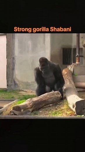 Strong Gorilla Shabani Show of Strength at Higashiyama Zoo