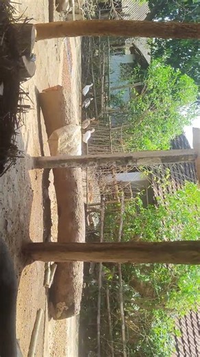 Ping pong pong #Linear walking