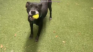 2.6K views · 227 reactions | Rescued  A5513546 ✰ JOHNNY -12/11/22-...
