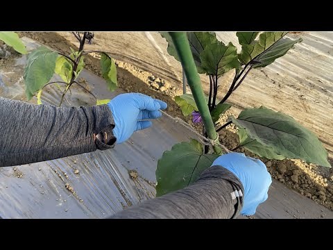 Eggplant cultivation [figure-eight knot] Easy stake setup and tying method 21/4/17