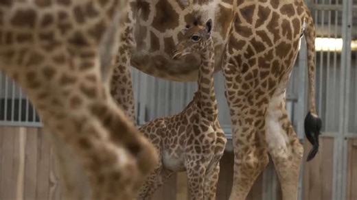 Paris zoo welcomes first giraffe calf in six years