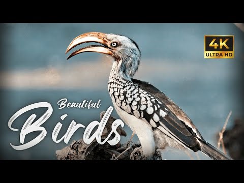 Beautiful Birds in 4K Ultra HD | Relaxing Nature Sounds