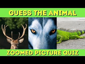 Guess The Animal Quiz - Zoomed Picture Quiz - Animal Guessing Game - Picture Identification Quiz