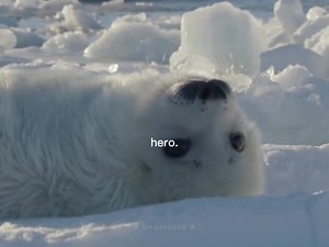 Born a Hero: The Truth Behind Orcas and Seal Behavior