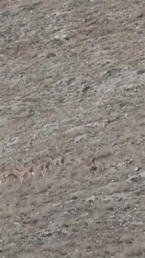 Mountain Sheep Safari in Konya | Wildlife of Anatolia 🐏🏔️