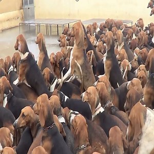 How does the farm train dogs to raise them | All Fishing Life