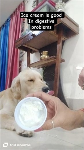 Badal the golden retriever 🥰😍 #trending #golden retreiver