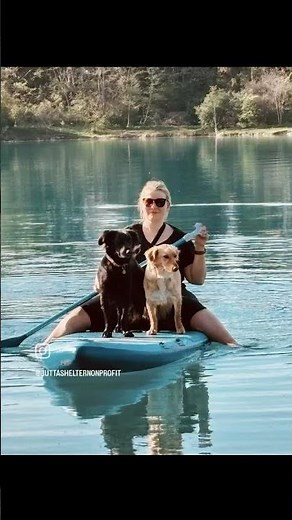 🎉 HAPPY 1ST ADOPTION ANNIVERSARY ❣️🎉 Thank you Anna- Lena and Richard for making them so happy! #dog