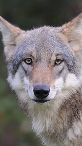 The wolf trail: Ground-level footage of wolves in the wild