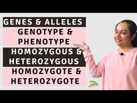 Genes & Alleles | Genotype & Phenotype | Homozygous & Heterozygous | Homozygote & Heterozygote