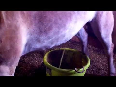 Horse pees in bucket
