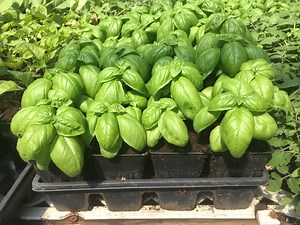 Local Organic Farm to Host Annual Vegetable and Herb Sale