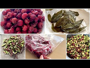ローゼル収穫・ローゼルレシピ①😊【家庭菜園】【初めての栽培】【ローゼルレシピ】