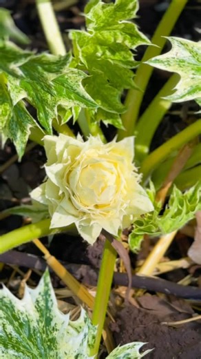 Pam | ✨ Acanthus Whitewater and Acanthus mollis✨ Also known as Oyster Plant🌿 Whitewater, shows off bold, ruffled evergreen leaves splashed with... | Instagram