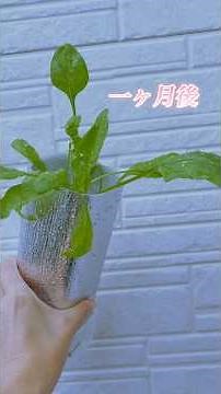 【#家庭菜園 】#ほうれん草栽培 種から一ヶ月 #試食
