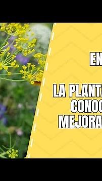 Eneldo: Características, Clasificación y Usos de esta Hierba Aromática