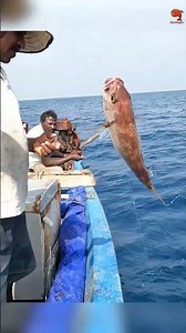 Sea Fish Catching Videos #fishing #fishingvideo #fishingtime