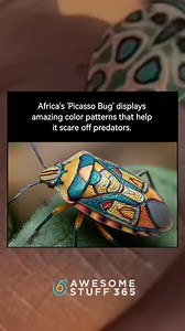 15K views · 74 reactions | Africa’s Picasso bug carries brilliant color patterns that help scare off predators. Its design looks like art painted by nature itself. Which animal do you think has the most beautiful markings? | Awesome Stuff 365 | Facebook