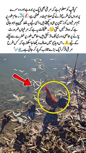 Can Chickens Really Fly? Surprising Truth🪽🐔✈️ #AnimalFacts #AmazingNature #BirdLife #WildlifeVideo