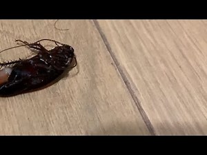 Cockroach spawning