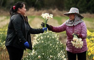 With Pike Place Market stalls closed, Hmong flower farmers rearrange how they sell