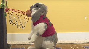 Rabbit Sets World Record For Dunking Basketballs