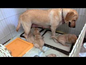 微笑ましい親子ラブラドール