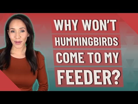 Why won't hummingbirds come to my feeder?