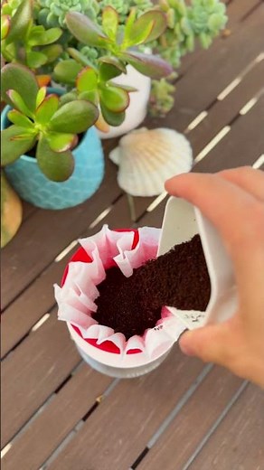 Brewing Starbucks Christmas Blend with the LilyDripper Red