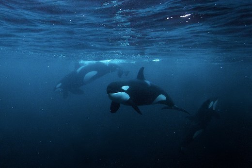 Pod of Orcas Photographed Hunting and Killing Endangered Blue Whale