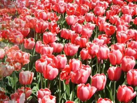 Primavera - Vivaldi ( As quatro estações )