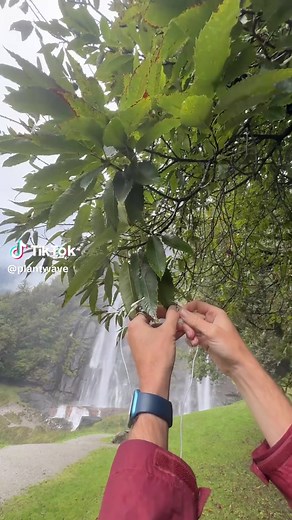 Melody of an Oak Tree: Nature's Soundscapes
