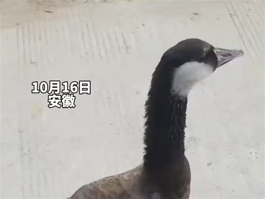 男子骑车遛宠物“飞鹅”，网友：会飞就算了，居然还能听懂人话！