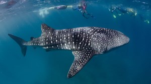 NASA's star algorithm used to identify and track whale sharks