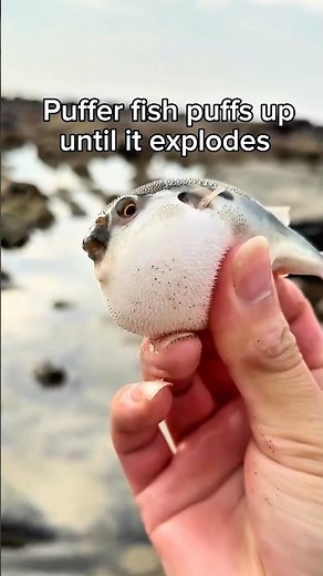Exploding Pufferfish - Nature’s Most Dramatic Exit #funny #fishing #funnyanimals
