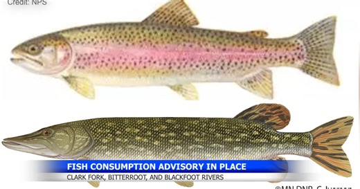 Fish Consumption Advisory in place for Clark Fork, Bitterroot, and Blackfoot Rivers