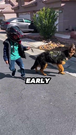 Don’t Get a German Shepherd Until You Know This 🐕⚠️ #shorts #dog #pets #germanshepherd