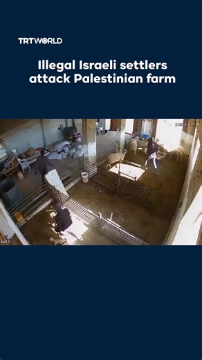 101K views · 2.4K reactions | Security footage shows Israeli settlers storming a Palestinian farm in the occupied West Bank, bludgeoning sheep and lambs. Many animals were left dead after the attack, part of a rising wave of settler violence targeting Palestinian livelihoods. | TRT World | Facebook