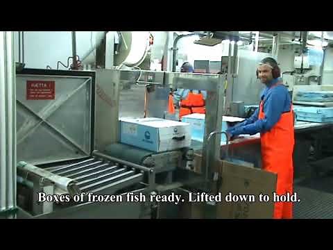 Freezing trawler fishing and processing fish fillets.