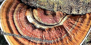 Garden Practice: Herbs - cultivation and use | 2025