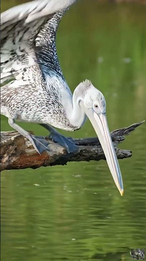 Pelecanus philippensis: The SPOT-BILLED Pelican You Need to Know 🦢 Wildlife Facts