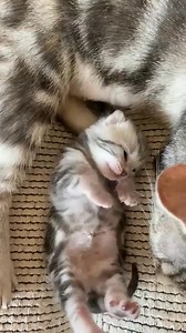 3K views · 208 reactions | the kitty is so cute | Sweet Meows | Facebook