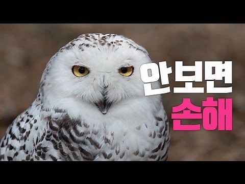 [LG U+] 안보면 손해! 비디오포털, 무료 영화#6. 나우 유 씨 미2 편