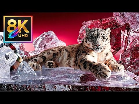 Breathtaking Exotic Wildlife – Journey in 8K UHD 60fps