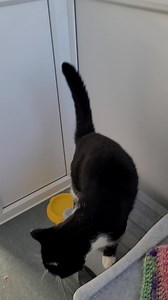 34K views · 331 reactions | EDIT: Cutie Pie has been reserved ♥️...