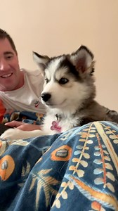 3.5K views · 138 reactions | When I was a tiny baby i would get freaked out when my siblings would howl‼️‼️ #puppy #fyp | Penelly Watches Telly | Facebook