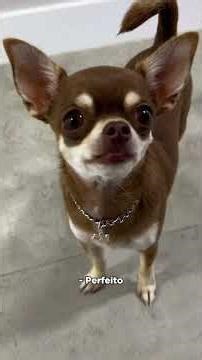 POR QUE NÃO SE DEVE CONTRARIAR SEUS CACHORROS