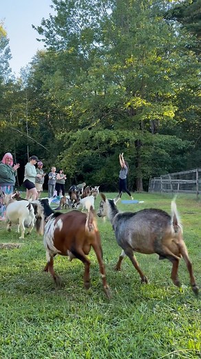 Thanks for leading an amazing class tonight Gretchen and huge gratitude to all of you came with your sparkling joyful energy!!! So fun!! | Sunflower Farm